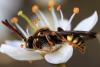 Nomada sp.